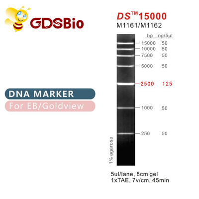 DS15000 DNA মার্কার ল্যাডার M1161 (50μg)/M1162 (5×50μg)
