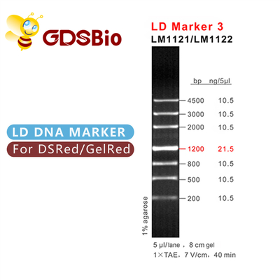 GDSBio LD মার্কার 3 DNA মার্কার ইলেক্ট্রোফোরেসিস 60 প্রস্তুতি